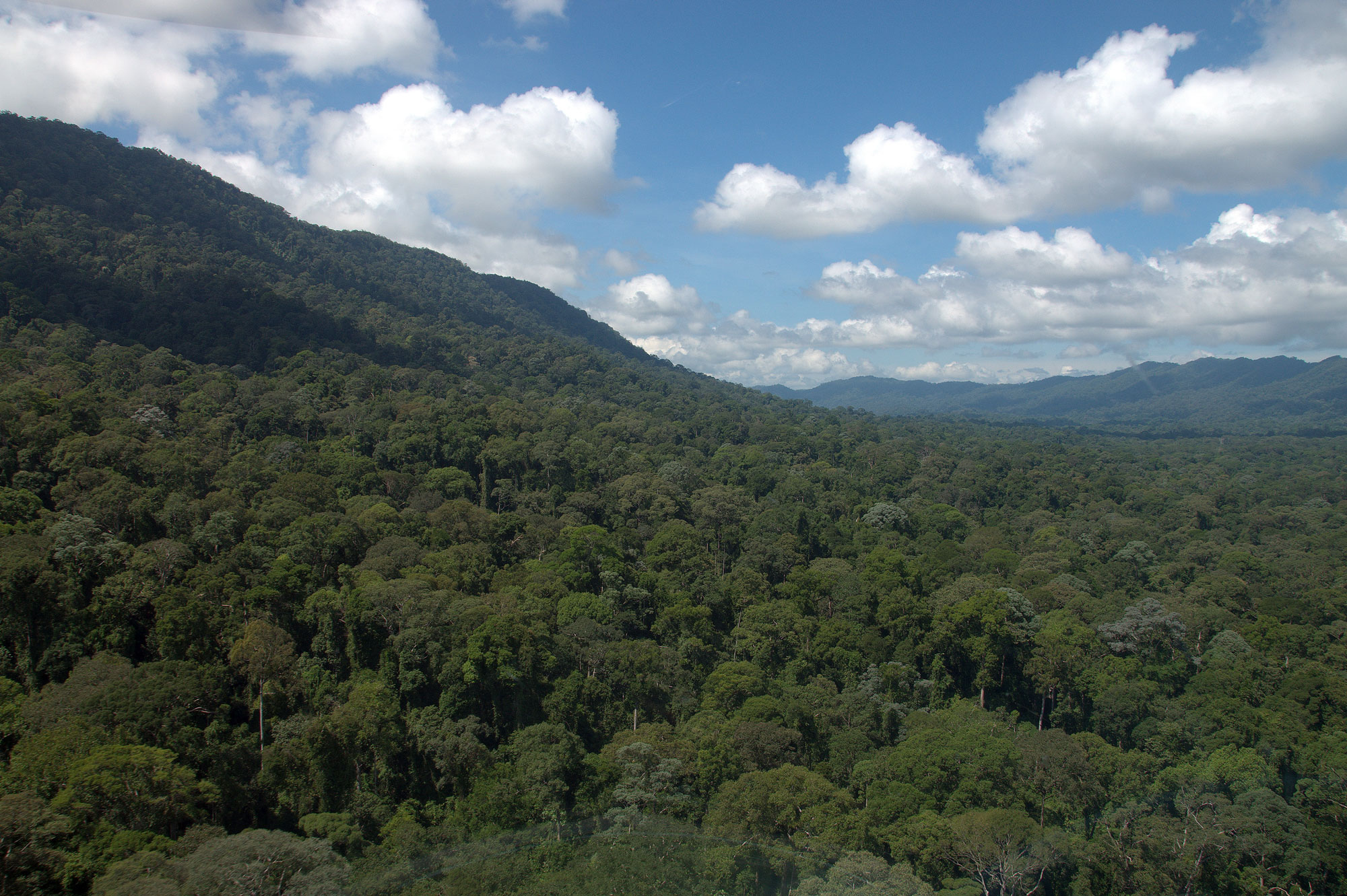 Supporting the Creation of a New Rainforest Protected Area in Malaysian Borneo