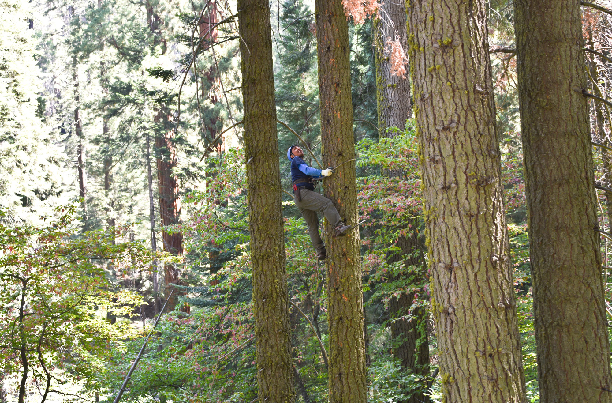 Studying Biodiversity and Carbon Storage in California’s Forests