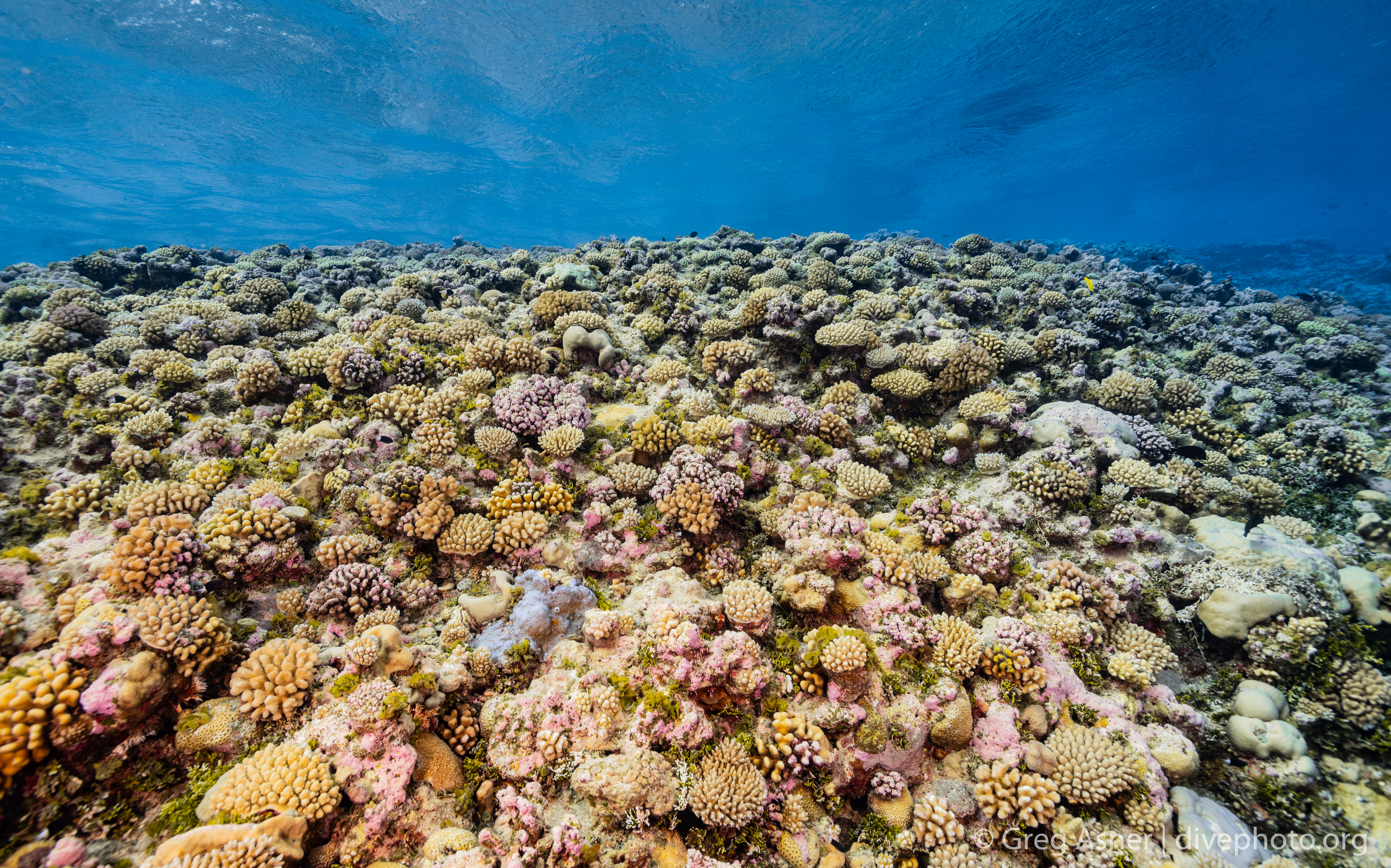 Reefscape: A Global Reef Survey to Build Better Satellites for Coral Conservation