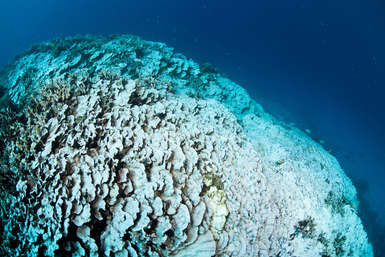 Reefscape