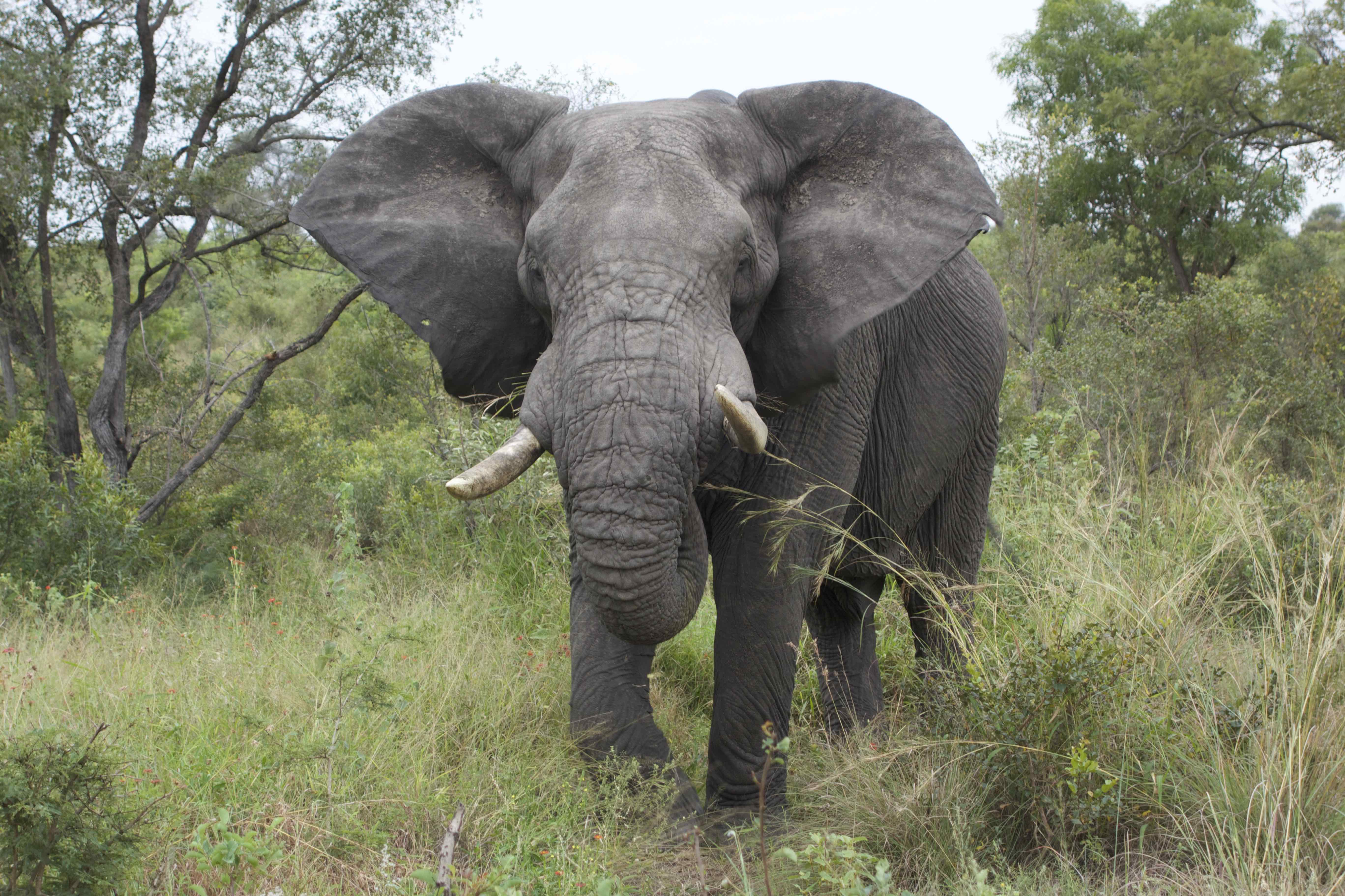 African Savanna Biodiversity