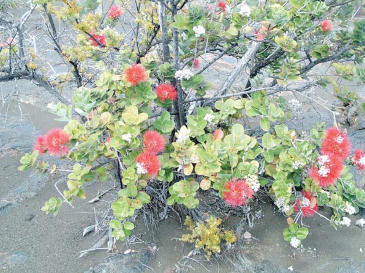 Research guides efforts to protect ohia forests in Hawaii